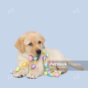 Yellow Labrador Retriever Easter Puppy chewing and playing with colorful Easter egg garland decoration, Blue background.