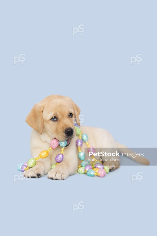 Yellow Labrador Retriever Easter Puppy chewing and playing with colorful Easter egg garland decoration, Blue background.