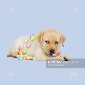 Puppy Chewing Easter Decoration