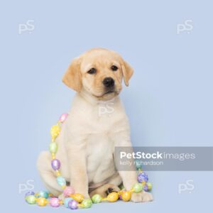 Yellow Labrador Retriever Easter Puppy tangled up in colorful Easter egg garland decoration, Blue background.