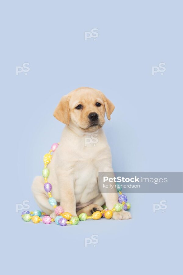 Yellow Labrador Retriever Easter Puppy tangled up in colorful Easter egg garland decoration, Blue background.