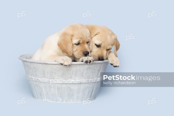 Two Yellow Labrador Retriever Easter Puppies in a gray metal wash tub, Blue background.