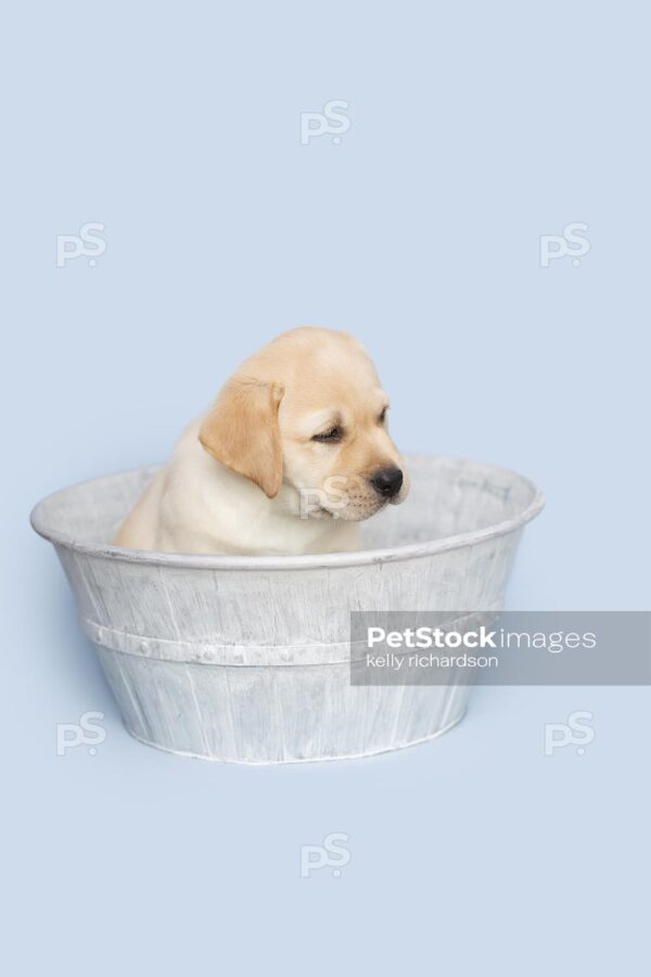 Yellow Labrador Retriever  Puppy looking down in a gray metal wash tub, Blue background.