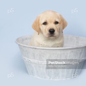 Yellow Labrador Retriever  Puppy looking down in a gray metal wash tub, Blue background.