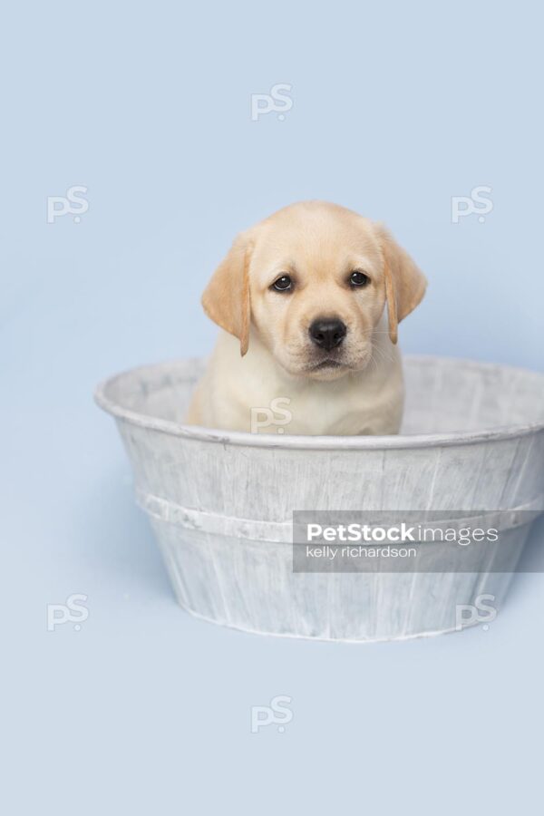 Yellow Labrador Retriever  Puppy looking down in a gray metal wash tub, Blue background.