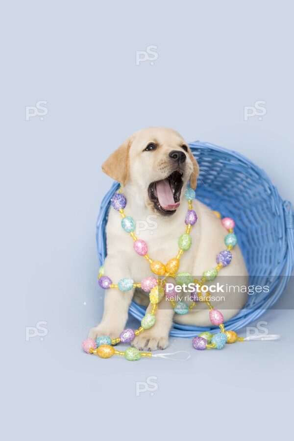 Yellow Labrador Easter Puppy sitting inside blue Easter basket, yawning on Blue background.