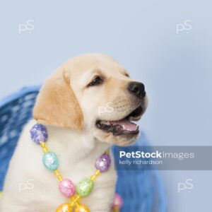 Close up Profile Photo of a Yellow Labrador Retriever Easter Puppy sitting inside blue Easter basket wrapped up in Easter egg garland decoration, Blue background.