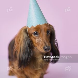 long hair red brown Dachshund Puppy dog wearing blue and yellow Birthday hat, purple background.