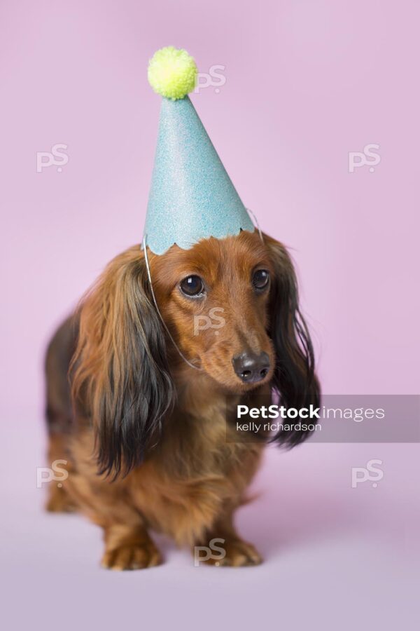 long hair red brown Dachshund Puppy dog wearing blue and yellow Birthday hat, purple background.