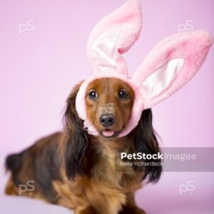 Dachshund Puppy dog wearing pink Easter Bunny Ears for Easter celebration, purple background.