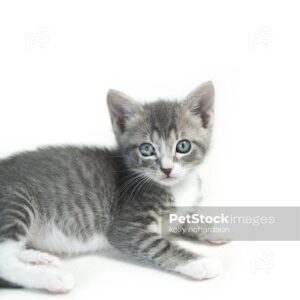 Gray and white tabby kitten with blue eyes, vertical crop white background.