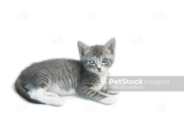 Gray and white tabby kitten with blue eyes,  white background.