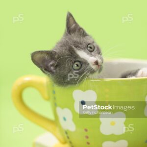 Gray kitten hiding inside of a large green tea cup, lime green background.