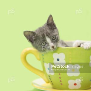 Tiny Gray kitten looking out from inside of a large green tea cup, lime green background.