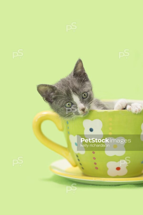 Tiny Gray kitten looking out from inside of a large green tea cup, lime green background.