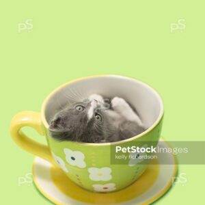 Gray kitten laying inside of a large green tea cup, camera looking down at cup, lime green background.