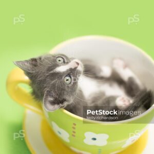 Gray kitten laying inside of a large green tea cup, camera looking down at cup, lime green background.