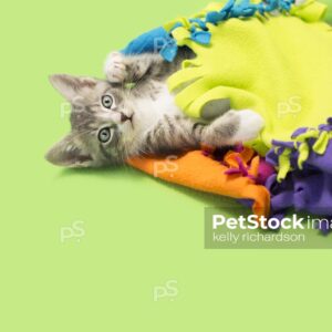 Gray tabby kitten Kitten Laying Down covered by a large colorful orange, blue, purple and yellow felt blanket, lime green background.