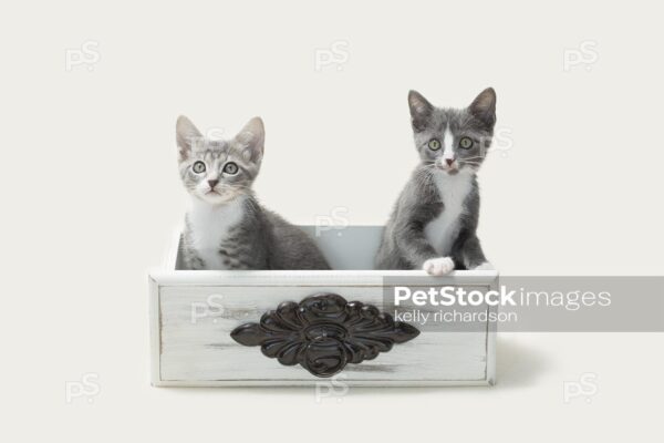 Two Gray Kittens sitting inside of a white vintage, antique, decorative drawer,  white background.