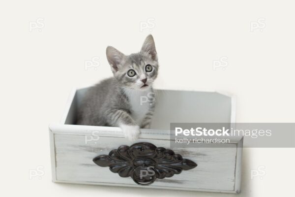 Gray and white tabby kitten with blue eyes sitting inside of a white vintage, antique, decorative drawer,  white background.