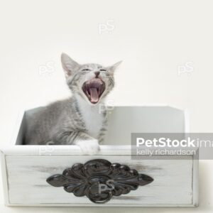 Gray and white tabby kitten with blue eyes sitting inside of a white vintage, antique, decorative drawer, yawning with big, open mouth,  white background.