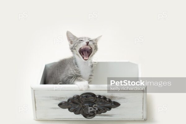 Gray and white tabby kitten with blue eyes sitting inside of a white vintage, antique, decorative drawer, yawning with big, open mouth,  white background.