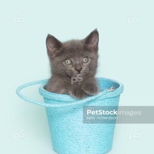 Gray kitten sitting inside of a blue bucket,  blue background.