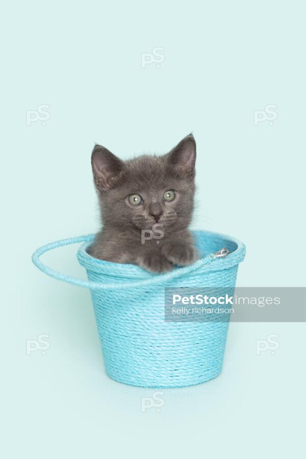 Gray kitten sitting inside of a blue bucket,  blue background.