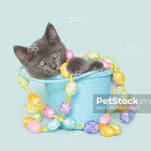 Gray Easter kitten sitting inside of a blue bucket playing with easter egg garland decoration, blue background.