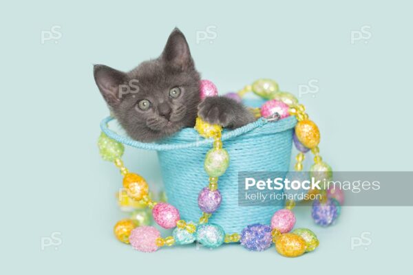 Gray Easter kitten sitting inside of a blue bucket playing with easter egg garland decoration, blue background.