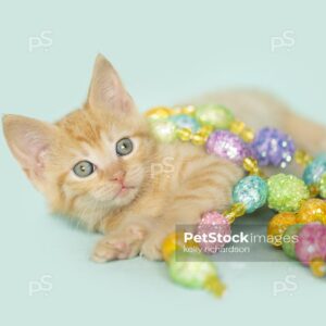 Vertical Stock Photo of an Orange Easter kitten laying down, playing with easter egg garland decoration, blue background.