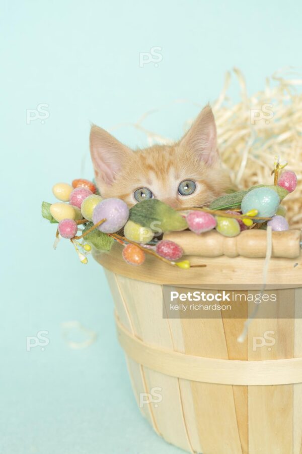 Orange Tabby Kitten inside natural colored light wood basket with straw and easter decoration, blue background.