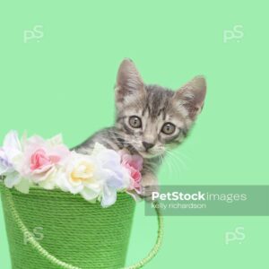 Gray tabby kitten sitting inside of a green bucket with pastel colored flowers, green background.