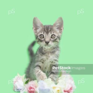 Gray tabby kitten with pastel colored flowers, green background.