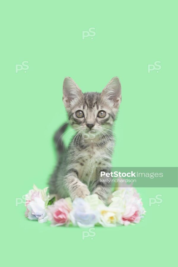 Gray tabby kitten with pastel colored flowers, green background.