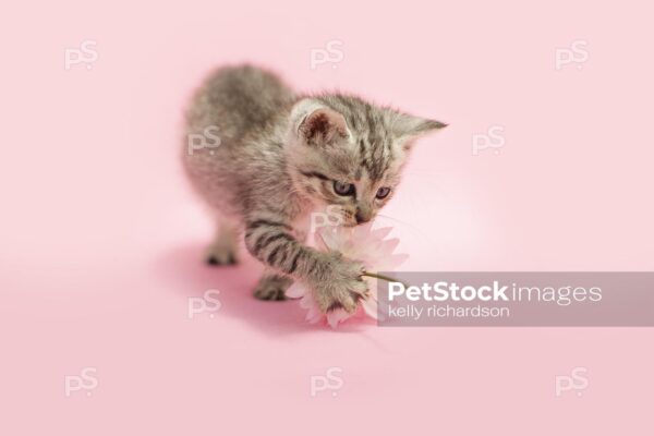 Gray tabby kitten playing with and pawing at a white yellow daisy flower, pink background. 