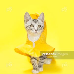 Gray and white tabby kitten wearing a yellow raincoat, walking forward, yellow background.