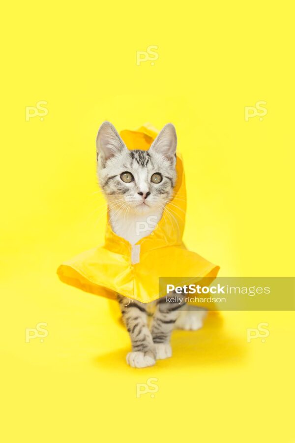 Gray and white tabby kitten wearing a yellow raincoat, walking forward, yellow background.