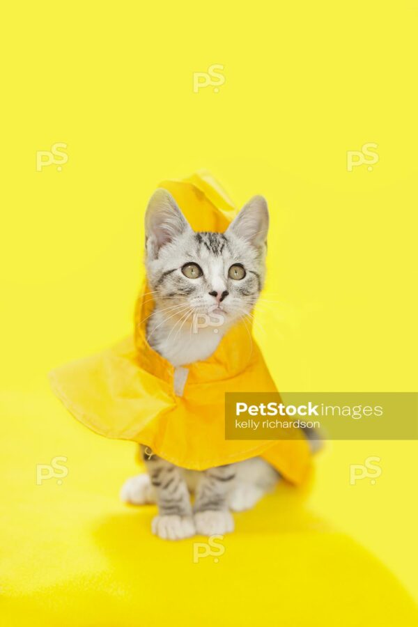 Gray and white tabby kitten wearing a yellow raincoat,  yellow background.