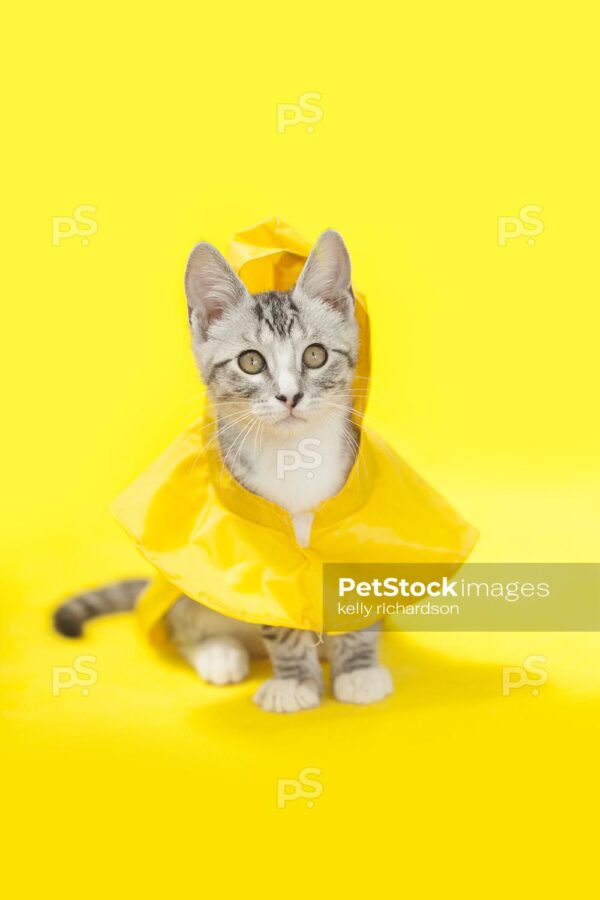 Gray and white tabby kitten wearing a yellow raincoat looking at camera, yellow background. 