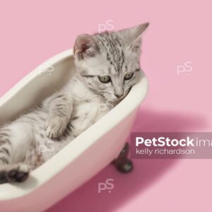 Gray and white tabby laying inside of a vintage pink claw foot bath tub, pink background. 