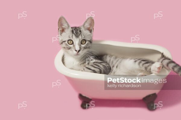 Close Up of a Gray and white tabby laying inside of a vintage pink claw foot bath tub, pink background. 