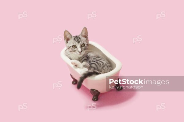 Gray and white tabby laying inside of a vintage pink claw foot bath tub, pink background. 