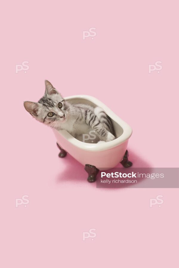 Gray and white tabby laying inside of a vintage pink claw foot bath tub, leaning sideways, pink background. 