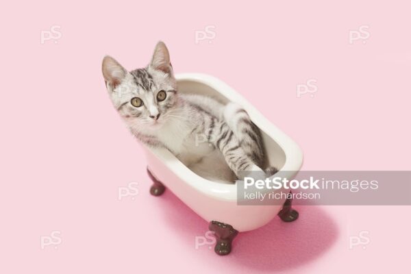 Gray and white tabby laying inside of a vintage pink claw foot bath tub, pink background. 