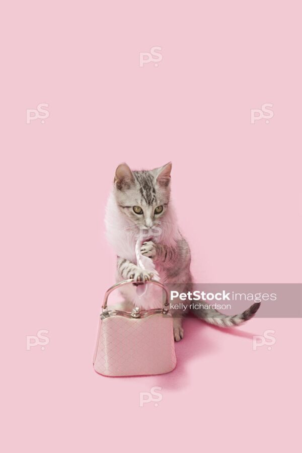 Gray and white tabby wearing a white fur coat, with paw on a pink purse, looks like it is dressed up to go shopping,  pink background. 