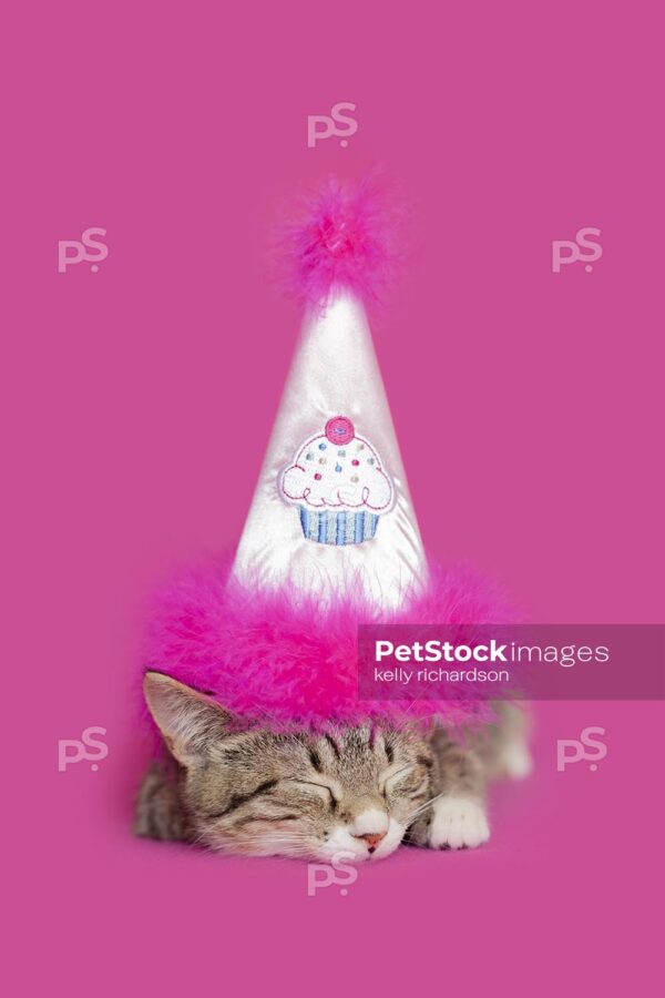 Photo of a brown tabby kitten sleeping wearing a pink Birthday hat,  pink background.