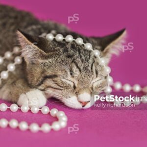 Photo of a brown tabby kitten sleeping with white strand of pearls, pink background.