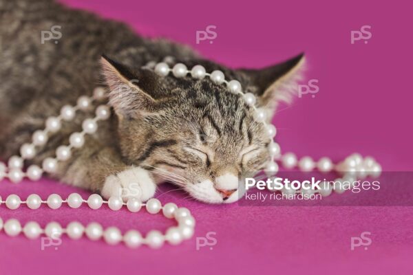 Photo of a brown tabby kitten sleeping with white strand of pearls, pink background.