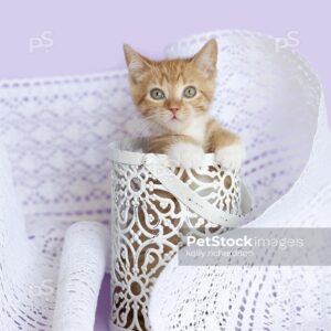 Orange kitten standing up inside a metal lace container, surrounded by a gathered white lace table runner, purple background.